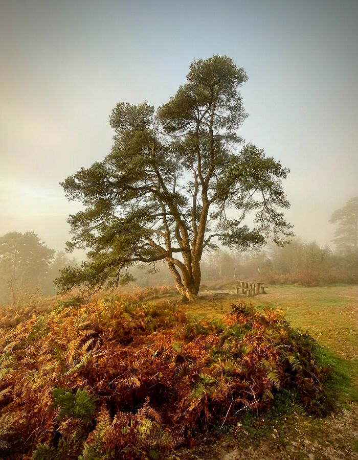 Classic View Commended: Marcus King, 'Conifer Tree'