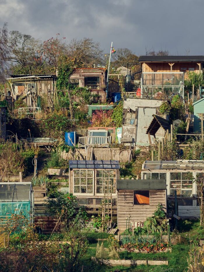 Urban Life Commended: Andrew Hoyle, 'City Allotments'