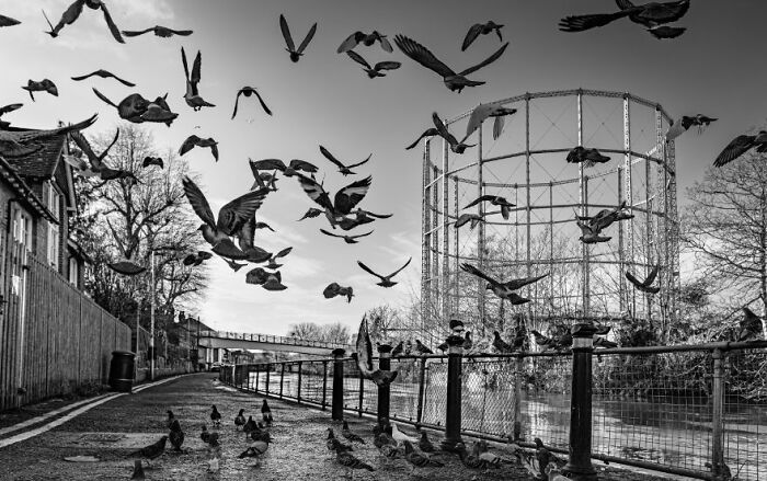 Urban Life Commended: Martin Pickles, 'A Flight Of Pigeons On The Towpath Of The Kennet Canal'