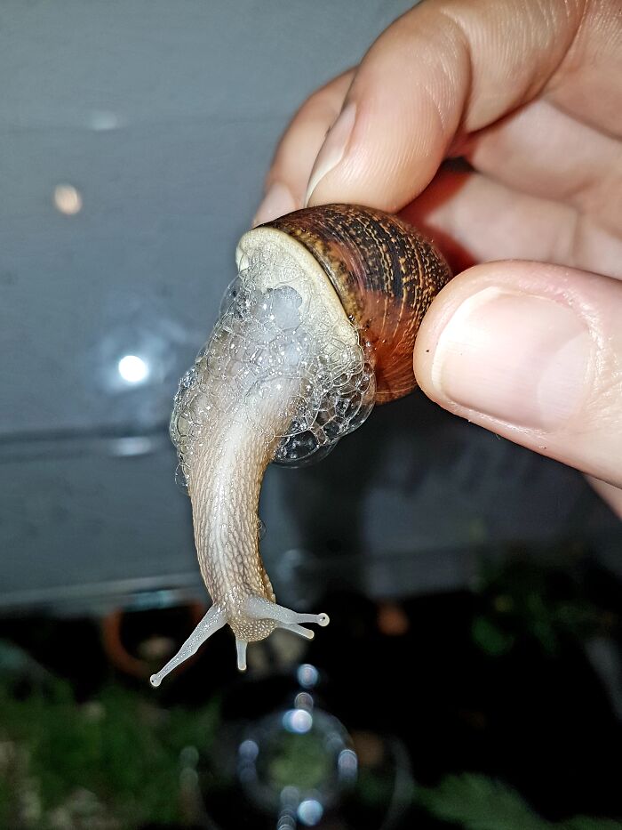 Annoyed Snail