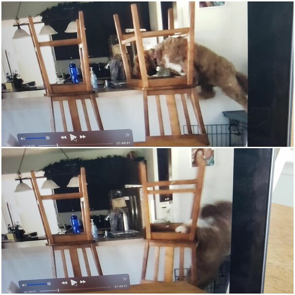 Here Is A Surveillance Video Of My Dog Attempting To Get On The Counter. She Had Been Doing It For Weeks And We Didnt Know How (Don't Worry, She's Perfectly Safe)