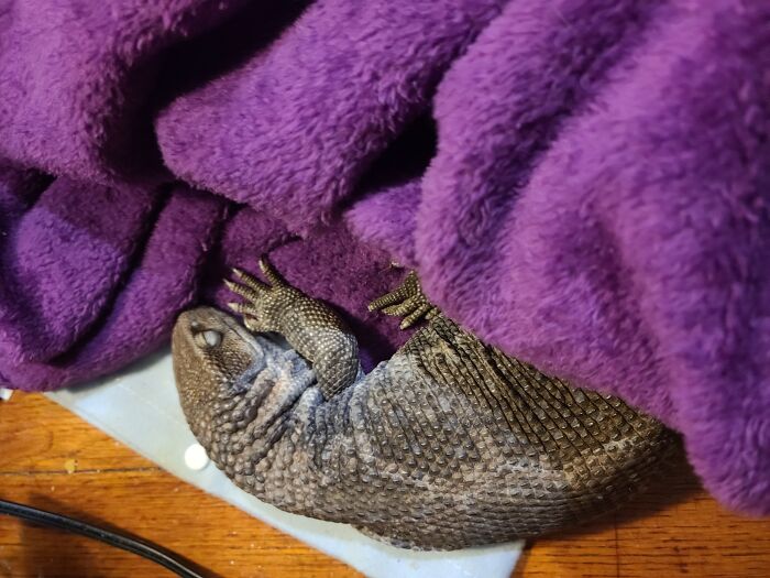 Everyone Has A Scaley Kitten That Likes To Nap On A Heating Pad, Under A Blanket, Right?