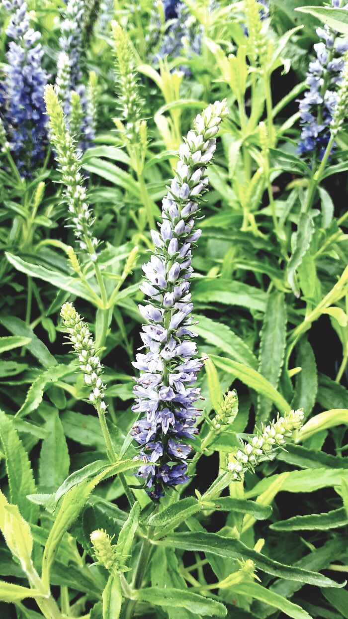 This Lil Dood I Found While Taking A Walk One Day