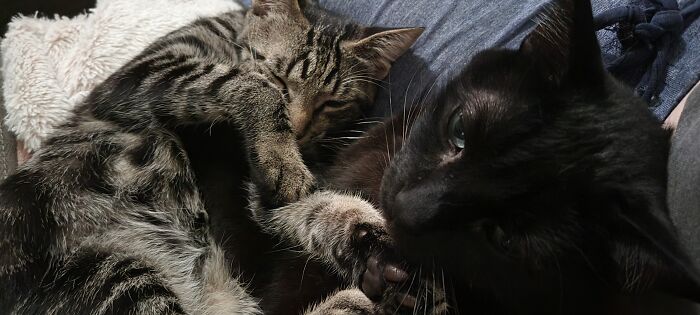 Baby Brother From Another Mother