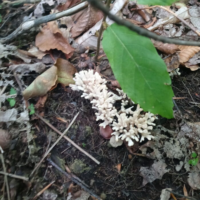 Hiking At The New England Museum Of Cannabis In Barton Vt