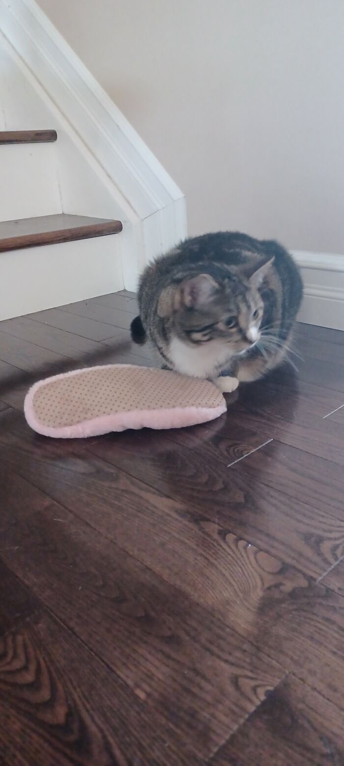 My Cat And Her Slipper Baby After She Hissed At Me For Coming Near It