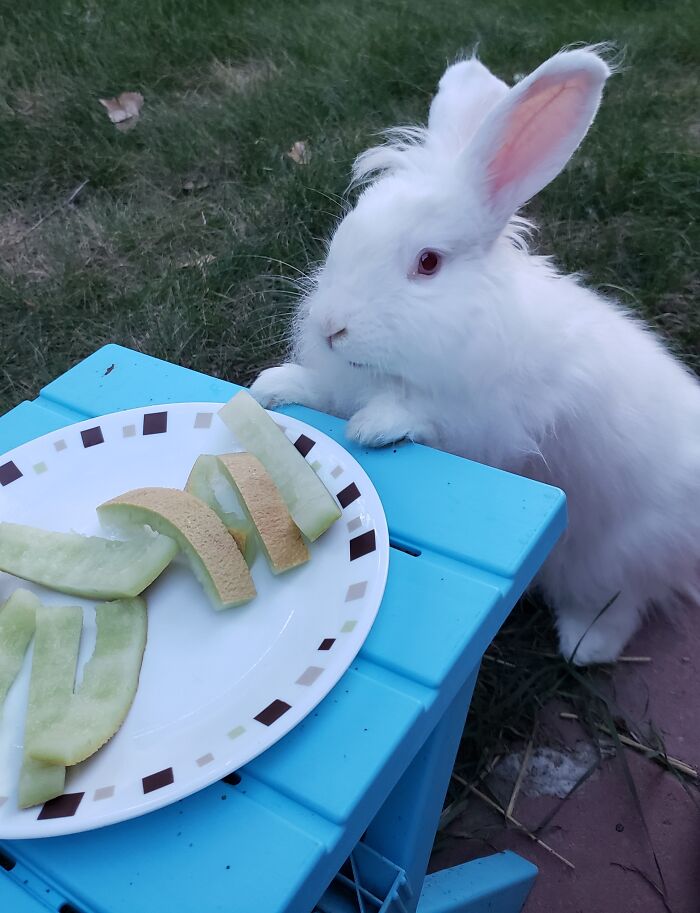 Benny Says, "May I Have Some Melon, Pls?"