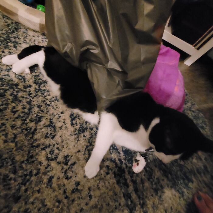 My Cat Got Stuck In The Handles Of A Plastic Bag