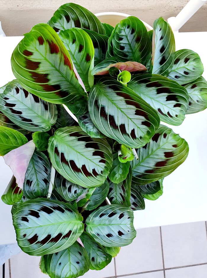 Maranta Massangeana Black, They Were So Small And Pale When I First Got Them But Now They Are Thriving With Big Leaves And Beautiful Black Patterns! 😍