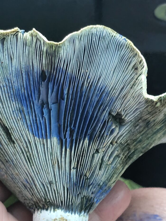 Lactarius Blue Milkcap Mushroom
