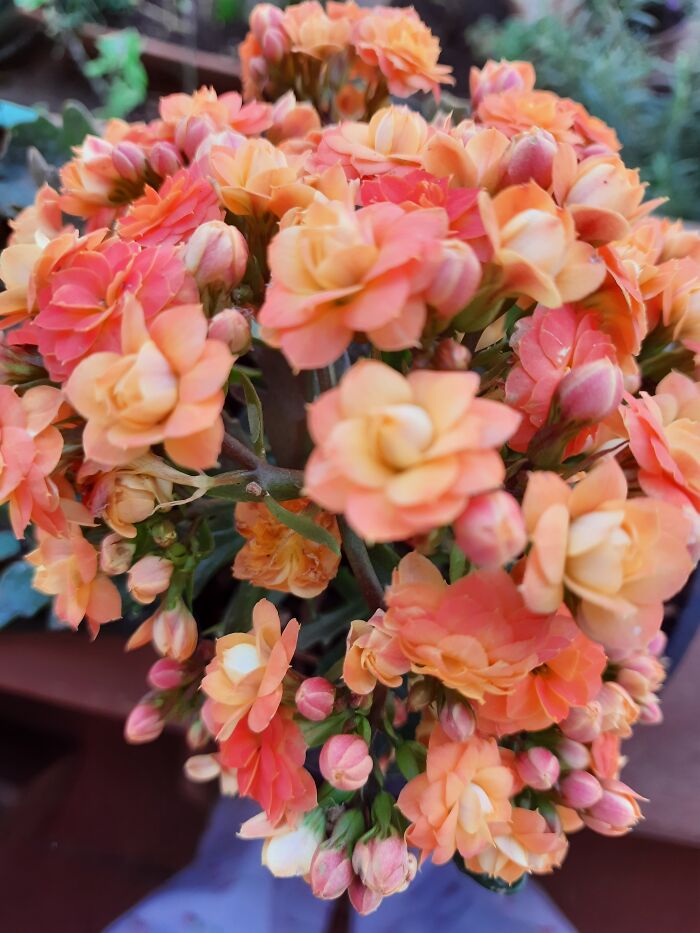 My Amaryllis And Widow's Thrill