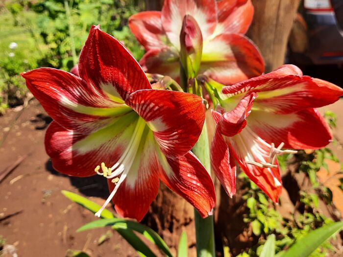 Amaryllis