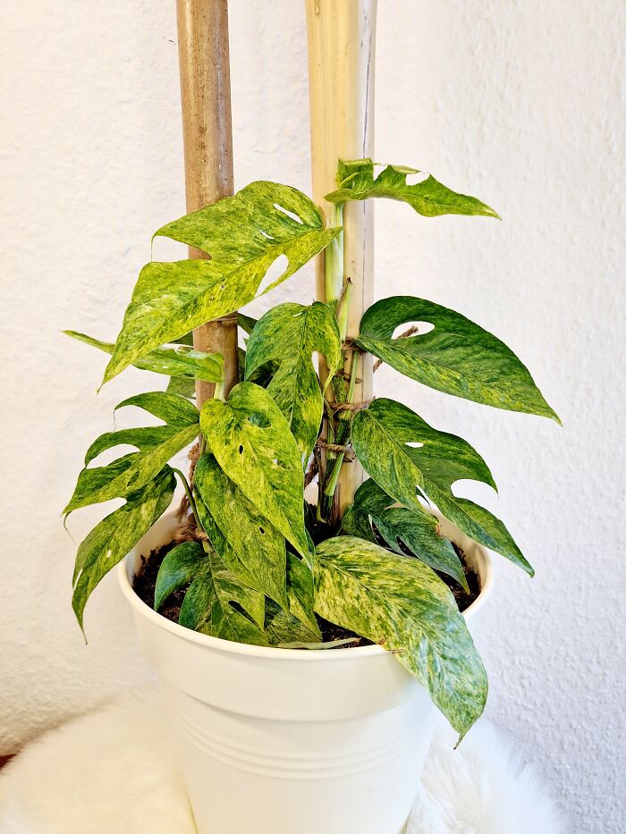 Epipremnum Pinnatum Mint - I Managed To Make It Climb A Bamboo Pole And So It Now Has Some Fenestrations