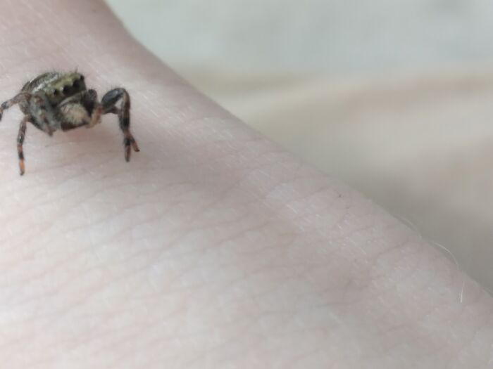 My Little Jumping Spider Buddy, He Likes Sitting On Arms!