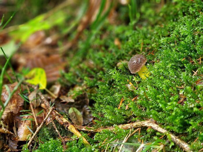 Tiny Poisonous-Looking Mushroom In Switzerland