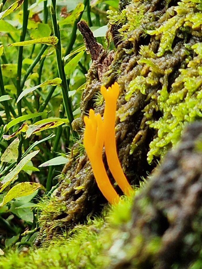 Mushroom Hands In Swiss Forest / Aka Coral Shrooms