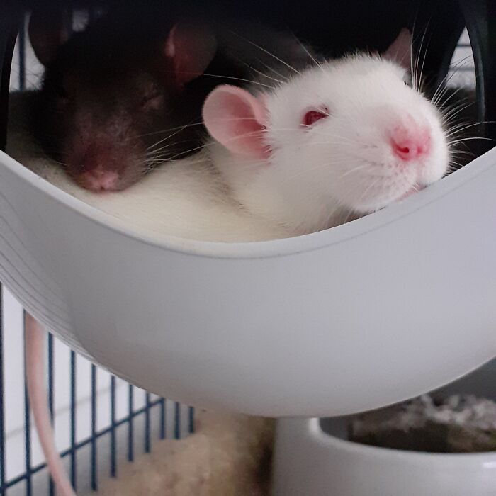 I Adopted Four Rats A Couple Of Days Ago!!! Here's Two Of Them, One Of The Best Pics I Got So Far