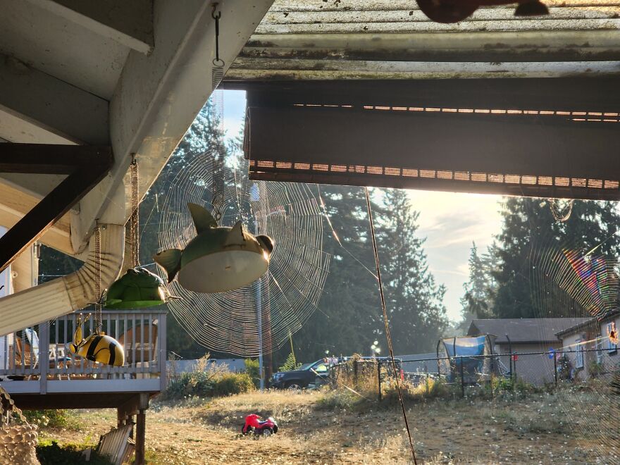 Webbies All Over! Webbies All Over!