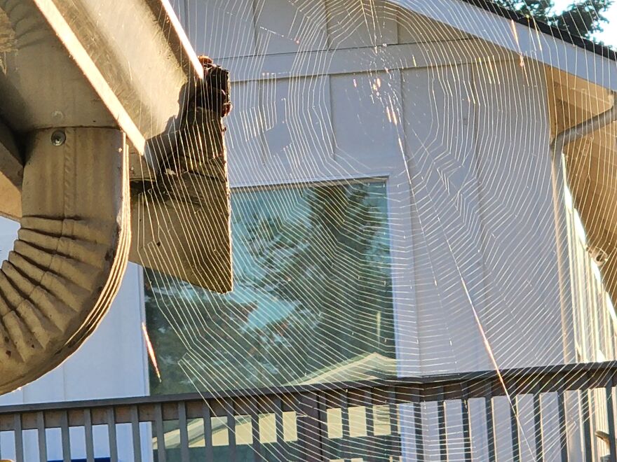 Webbies All Over! Webbies All Over!