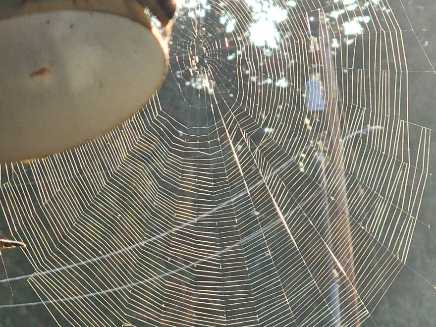 Webbies All Over! Webbies All Over!