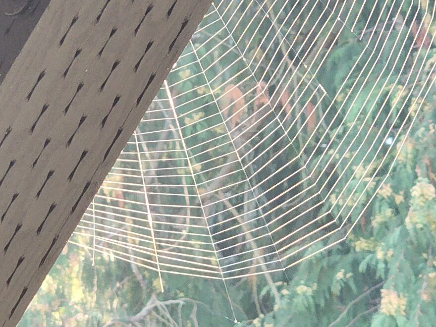 Webbies All Over! Webbies All Over!