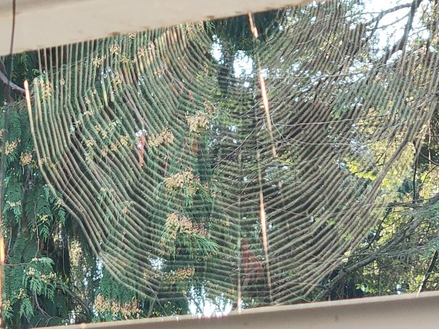 Webbies All Over! Webbies All Over!