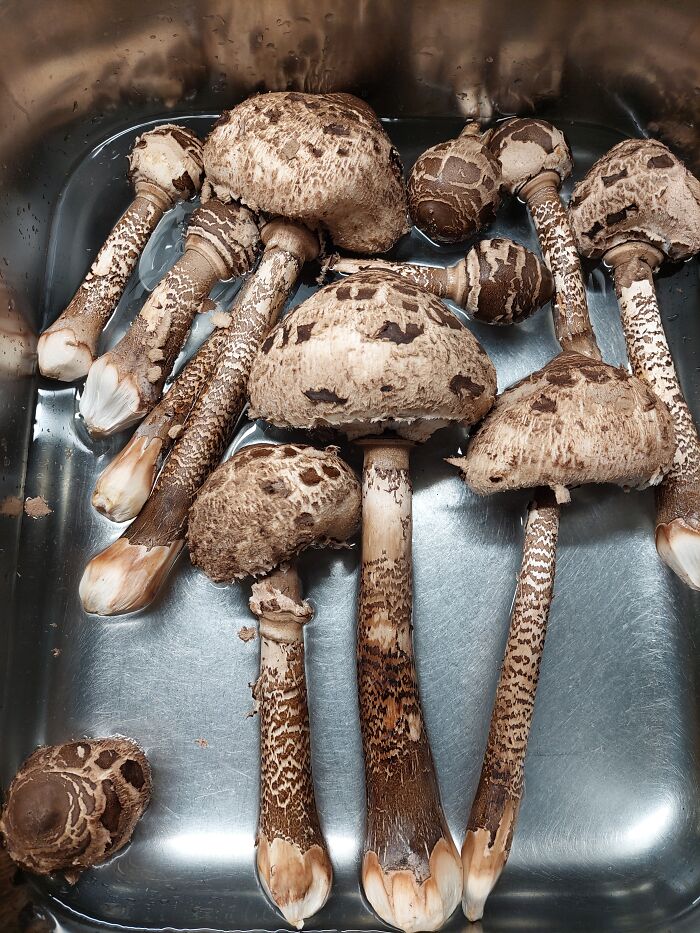 Parasol Mushroom In Sweden. One Of My Favorite