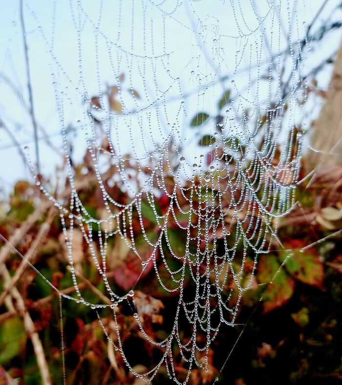 Raindrops On A Spider's Web