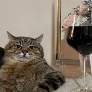 franzistammer avatar