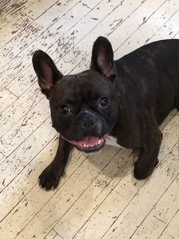 My Dog’s Beautiful Crooked Tooth Smile!