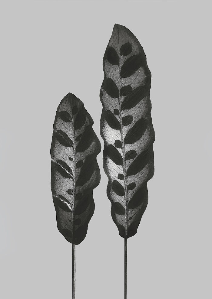 Calathea Lancifolia
