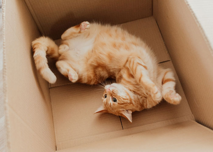 The Schrödinger's Cat Paradox