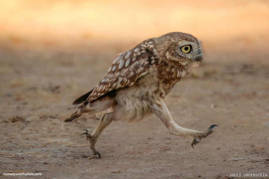 "Rushing Little Owl Fledgeling" By Shuli Greenstein