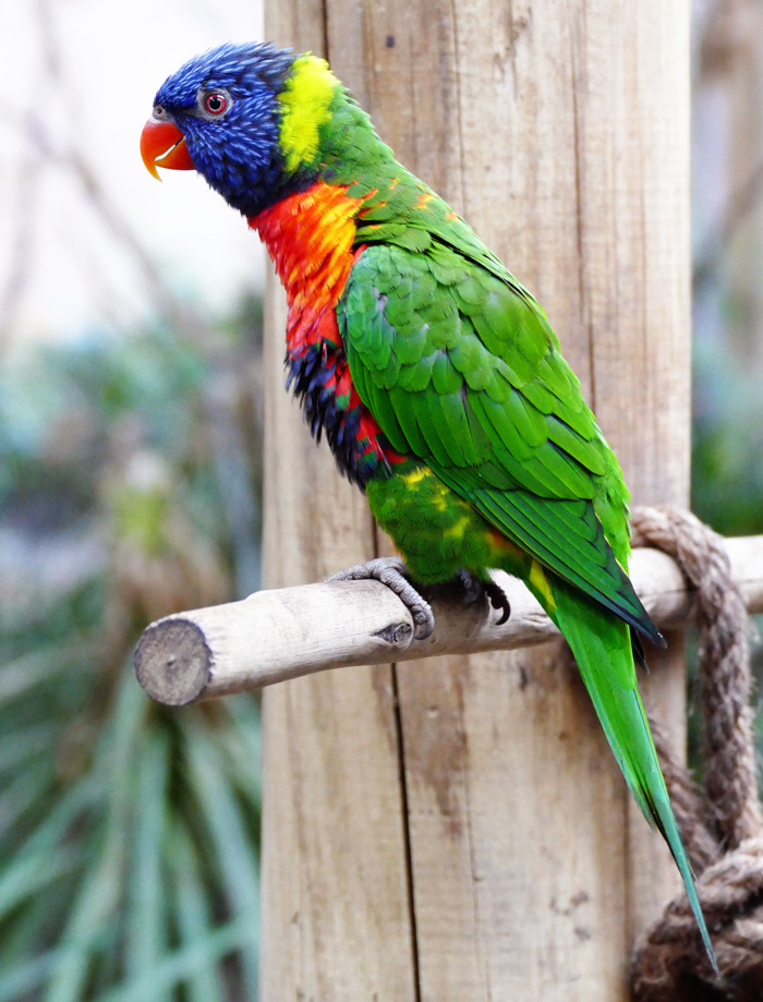 If You Had A Parrot, What Would You Teach It To Say?