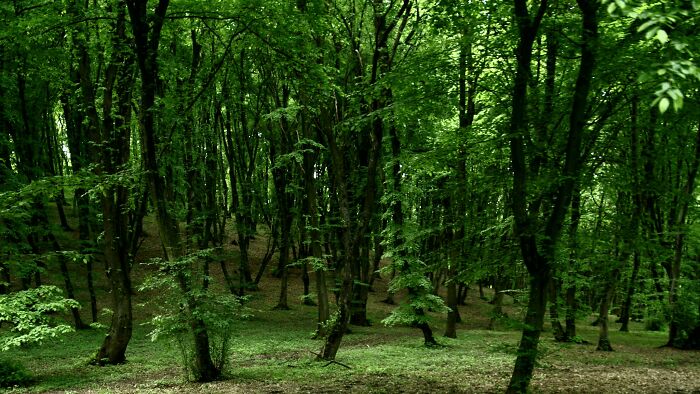 Hoia-Baciu Forest, Cluj-Napoca, Romania