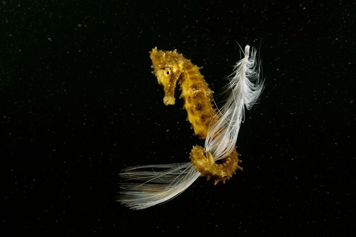 Vida subacuática: 1er clasificado, “Vengo volando” por Francisco Javier Murcia Requena