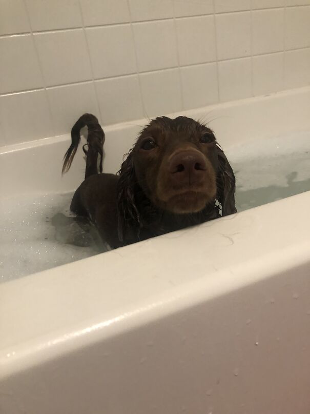 Alexander Hamilton Or Hammy For Short