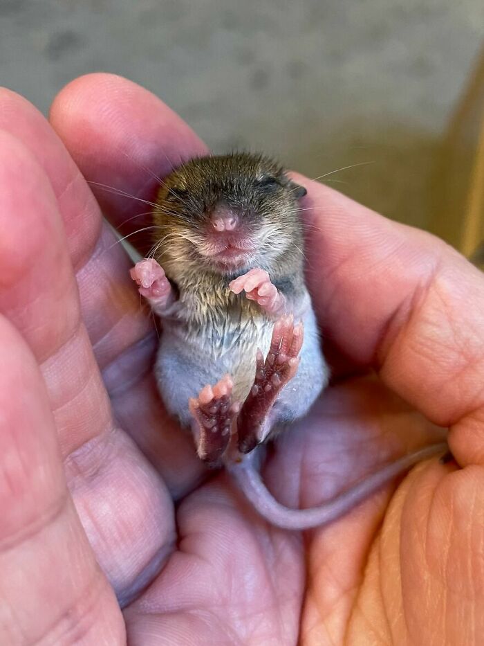 “The Universe Certainly Has A Great Sense Of Humor”: A Twitter User Shared Her Story Of Adopting And Taking Care Of An Abandoned Newborn Mouse “The Universe Certainly Has A Great Sense Of Humor”: A Twitter User Shared Her Story Of Adopting And Taking Care Of An Abandoned Newborn Mouse
