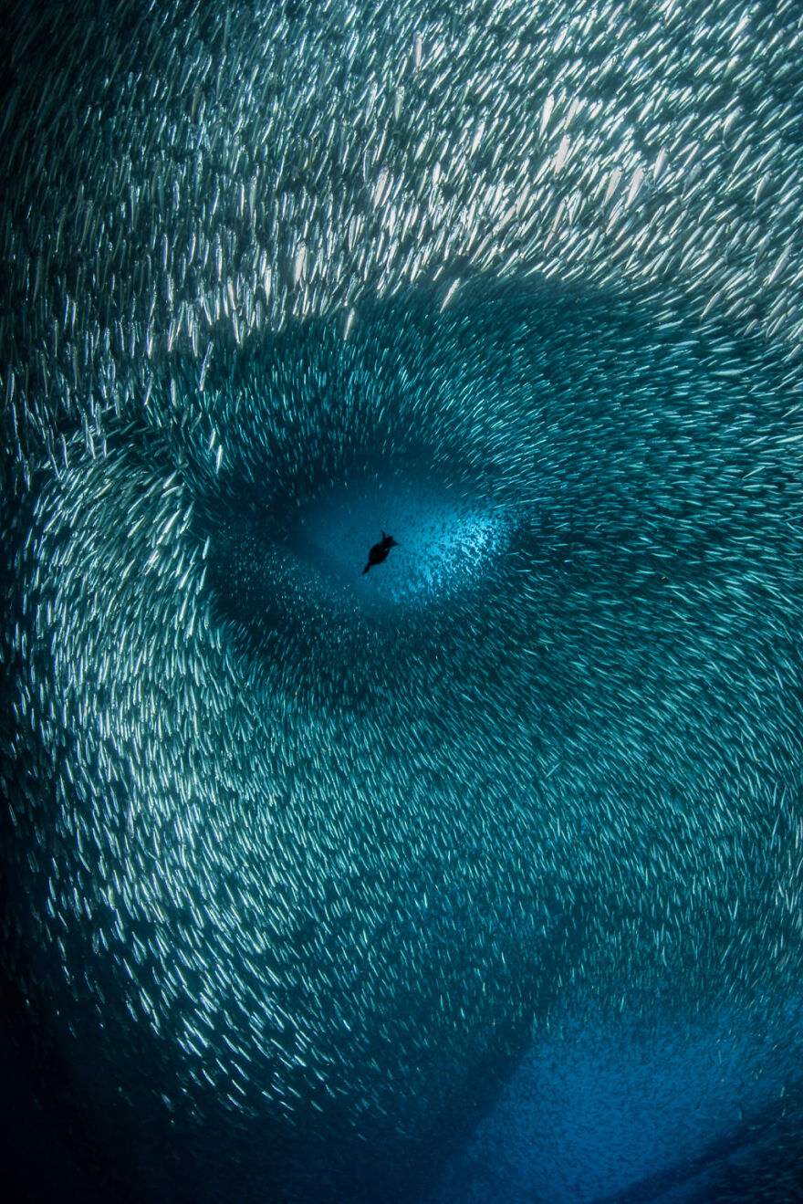 3rd Place, The Ocean Photographer Of The Year