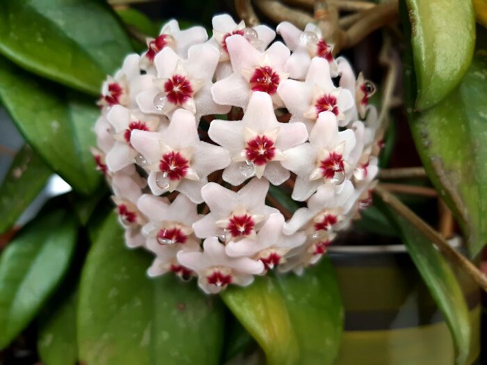 Hoya Carnosa, Since It Started Blooming A Few Years Ago, It Hasn't Stopped