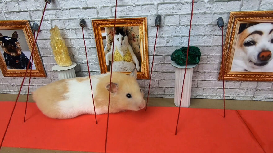 36 Million People Fell In Love With This Brave Hamster Video, Where He's Escaping From A Minecraft-Themed Prison Maze (15 Pics) 36 Million People Fell In Love With This Brave Hamster Video, Where He's Escaping From A Minecraft-Themed Prison Maze (15 Pics)