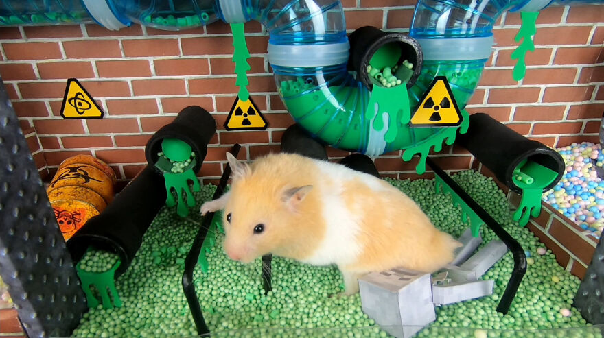 36 Million People Fell In Love With This Brave Hamster Video, Where He's Escaping From A Minecraft-Themed Prison Maze (15 Pics) 36 Million People Fell In Love With This Brave Hamster Video, Where He's Escaping From A Minecraft-Themed Prison Maze (15 Pics)