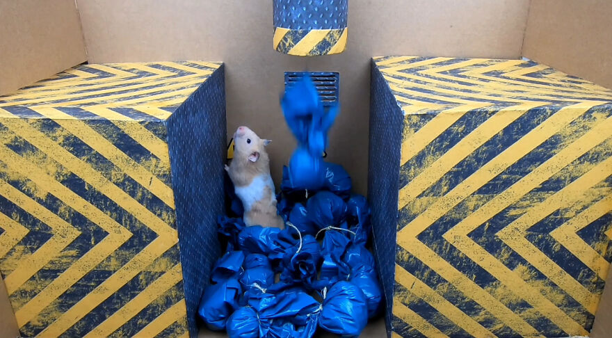 36 Million People Fell In Love With This Brave Hamster Video, Where He's Escaping From A Minecraft-Themed Prison Maze (15 Pics) 36 Million People Fell In Love With This Brave Hamster Video, Where He's Escaping From A Minecraft-Themed Prison Maze (15 Pics)