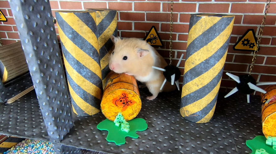 36 Million People Fell In Love With This Brave Hamster Video, Where He's Escaping From A Minecraft-Themed Prison Maze (15 Pics) 36 Million People Fell In Love With This Brave Hamster Video, Where He's Escaping From A Minecraft-Themed Prison Maze (15 Pics)