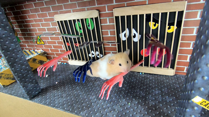 36 Million People Fell In Love With This Brave Hamster Video, Where He's Escaping From A Minecraft-Themed Prison Maze (15 Pics) 36 Million People Fell In Love With This Brave Hamster Video, Where He's Escaping From A Minecraft-Themed Prison Maze (15 Pics)