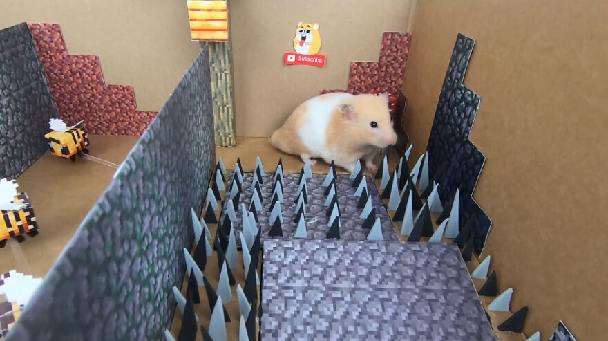 36 Million People Fell In Love With This Brave Hamster Video, Where He's Escaping From A Minecraft-Themed Prison Maze (15 Pics) 36 Million People Fell In Love With This Brave Hamster Video, Where He's Escaping From A Minecraft-Themed Prison Maze (15 Pics)