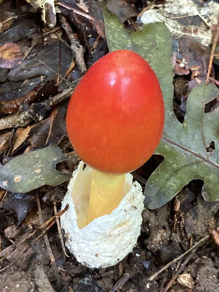 Stone Mountain Georgia