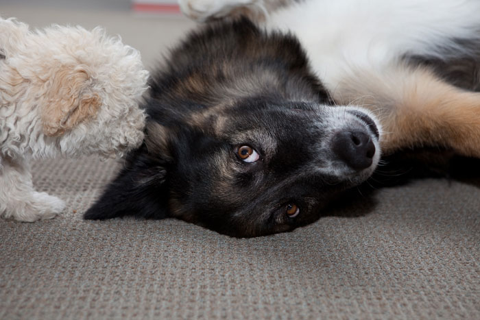 Family Drama Ensues After Dad Gifts His Son A Dog, Mom Sells It For $4K And Says That It Ran Away Family Drama Ensues After Dad Gifts His Son A Dog, Mom Sells It For $4K And Says That It Ran Away