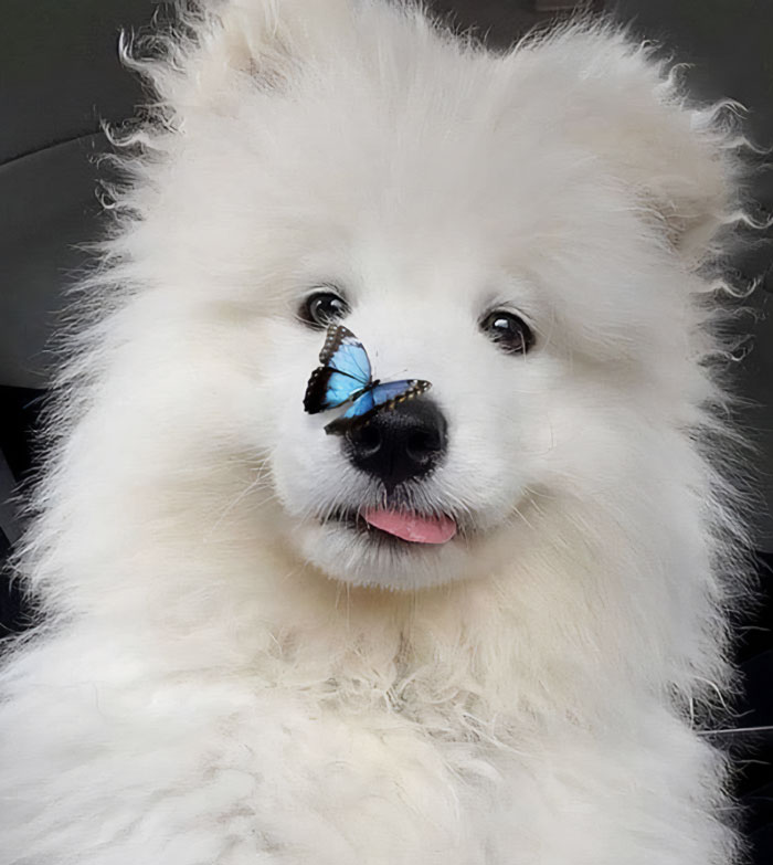 White dog with butterfly on his face