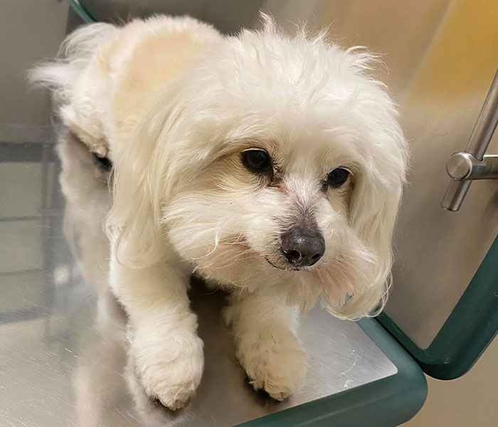 “He Had One Job!”: Husband Goes To Groomers, Comes Home With The Wrong Dog “He Had One Job!”: Husband Goes To Groomers, Comes Home With The Wrong Dog